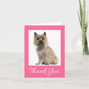 Tervueren Cairn Rose Merci Chiot