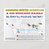 Test Culex & Birds 2-zijdige folder door RoseWrite Flyer (Achterkant)