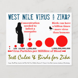 Test Culex & Birds 2-zijdige folder door RoseWrite Flyer