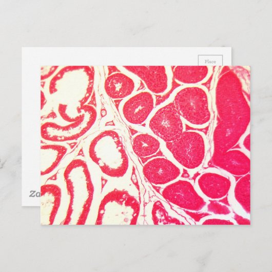 Testicelcellen onder microscoop briefkaart (Voorkant / Achterkant)