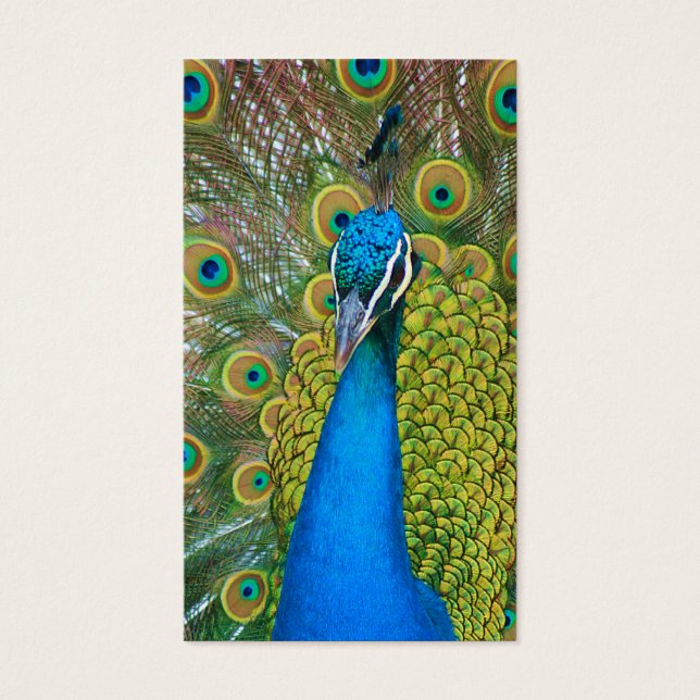 Tête bleue Peacock avec et des plumes de queue col (Devant)