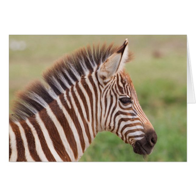 Tête de bébé zèbre, Tanzanie (Devant horizontal)
