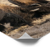 Tête de Bison qui se Heurtent - Impression d'Art F (Coin)