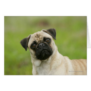 Tête de carlin entassée regardant l'appareil-photo