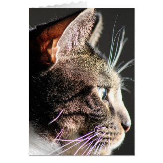 Tête de chat, profil