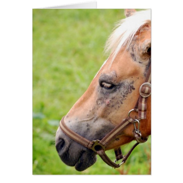 Tête de cheval 003 (Devant)
