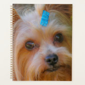 Tête de chien de Terrier du Yorkshire (Devant)