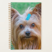 Tête de chien de Terrier du Yorkshire (Devant)