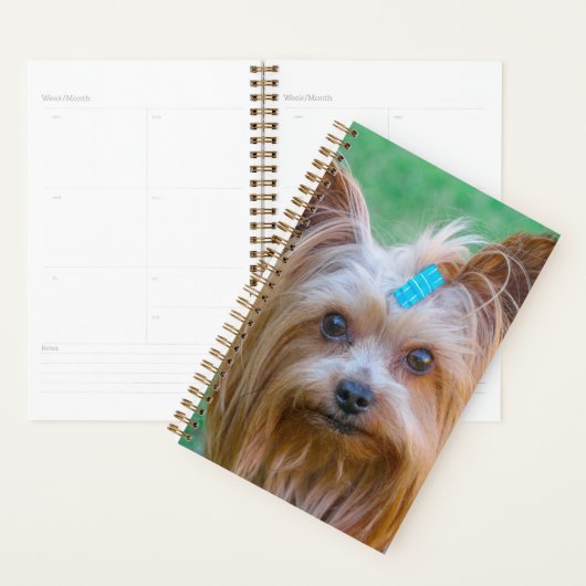 Tête de chien de Terrier du Yorkshire (Devant avec enveloppe)