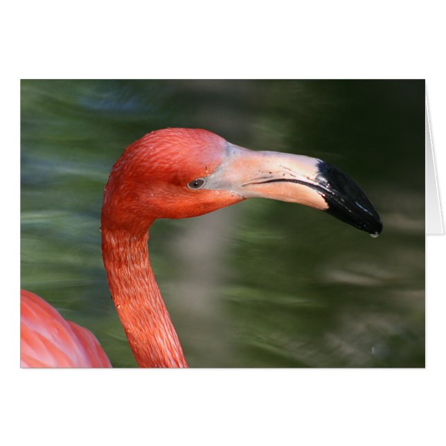 Tête de Flamant rose rose-orange (Devant horizontal)