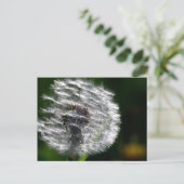 Tête de graines de Dandelion - Carte postale (Debout devant)