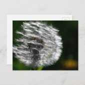 Tête de graines de Dandelion - Carte postale (Devant / Derrière)