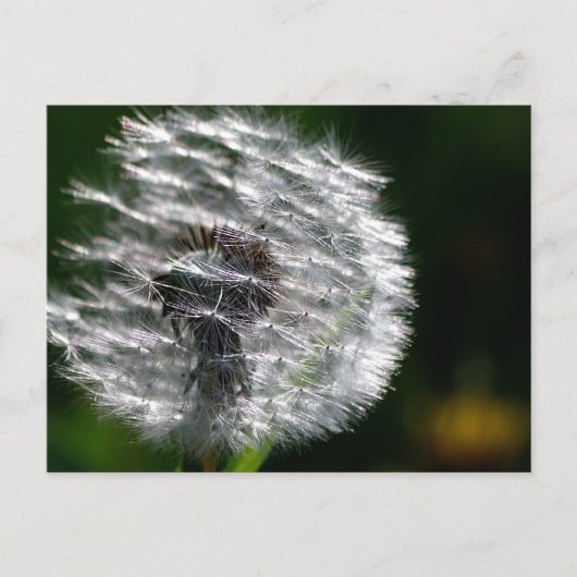 Tête de graines de Dandelion - Carte postale (Devant)