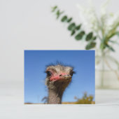 Tête de la carte postale d'Autruche (Debout devant)