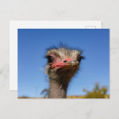 Tête de la carte postale d'Autruche (Devant / Derrière)