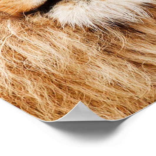 Tête de lion Impression (Coin)