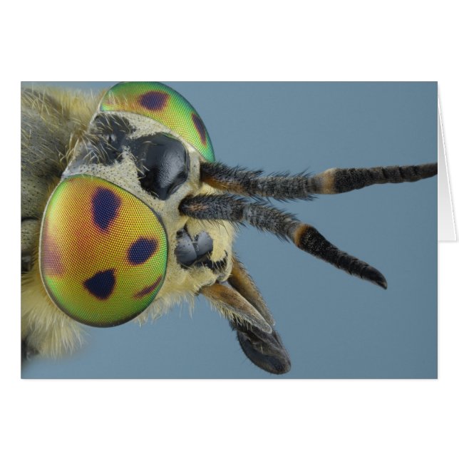 Tête de mouche de cerf (Devant horizontal)