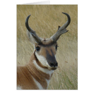 Tête de Pronghorn Antilope mâle A5