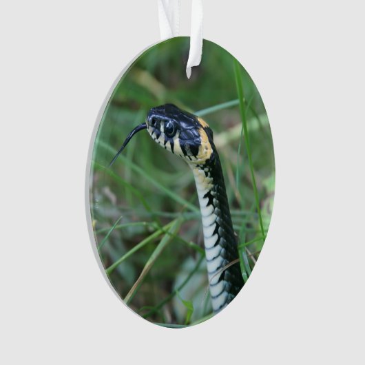 Tête de serpent (devant)