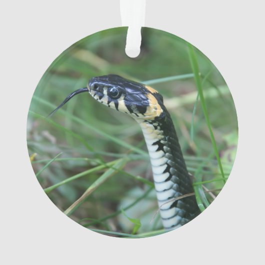 Tête de serpent (dos)