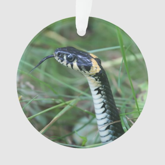 Tête de serpent (devant)