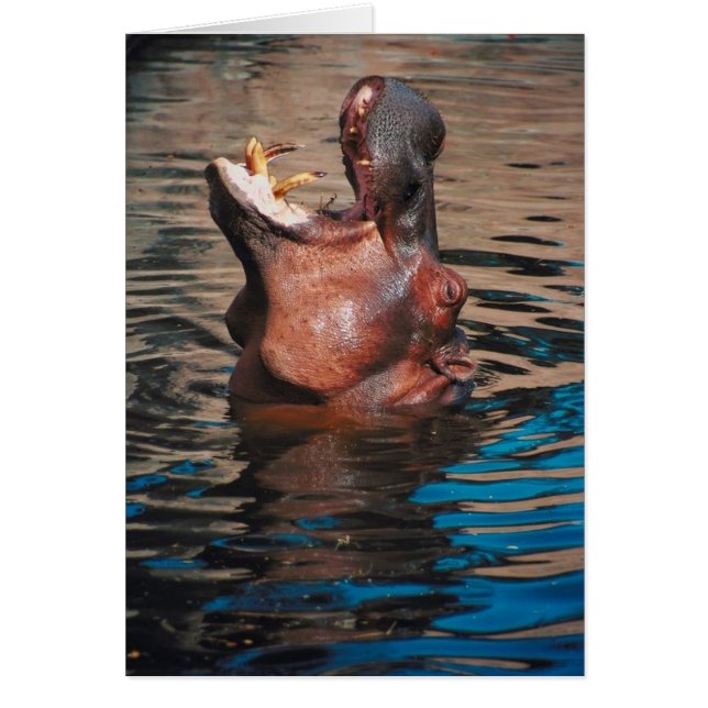 Tête d'hippopotame (Devant)