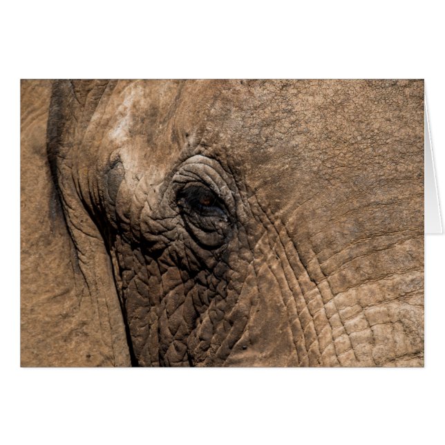 Tête d'un éléphant (Devant horizontal)