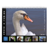 Têtes d'animal calendrier 12 mois (Protection)