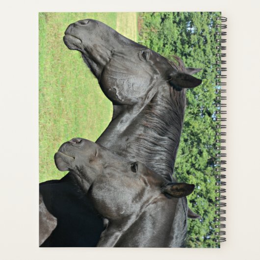 Têtes de Cheval Noir en Profil Paisible (Dos)
