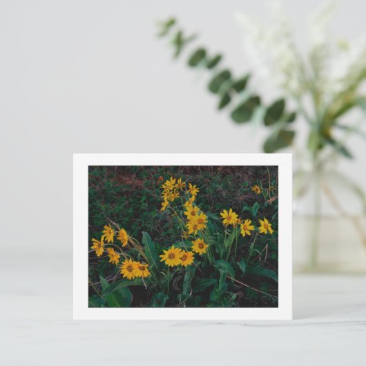 "Teton Balsamroot" Briefkaart (Staand voorkant)