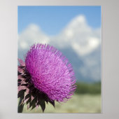 Tetons Thistle Poster (Voorkant)