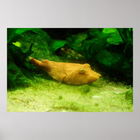 Tetraodon miurus poster (Voorkant)