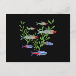 Tetras Aquarium Neon Tetras Rummy Nose Tetras Fish Briefkaart