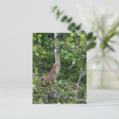 Tétras d'épinette - Carte postale (Debout devant)