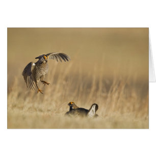 Tétras des prairies mâles au lek dans le comté de 