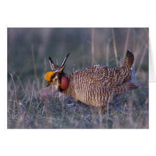 Tétras des prairies, Tympanuchus