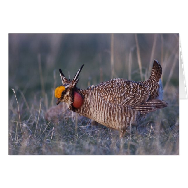 Tétras des prairies, Tympanuchus (Devant horizontal)