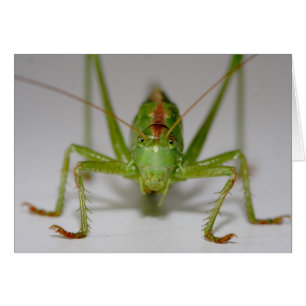 Tettigonia viridissima