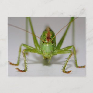Tettigonia viridissima briefkaart