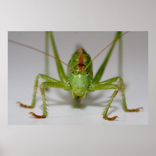 Tettigonia viridissima poster (Voorkant)