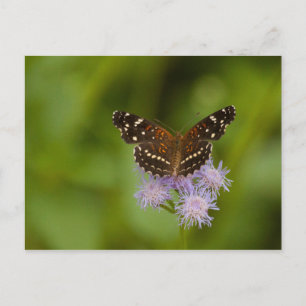 Texan Crescent Butterfly Briefkaart
