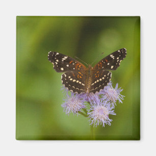 Texan Crescent Butterfly Magneet
