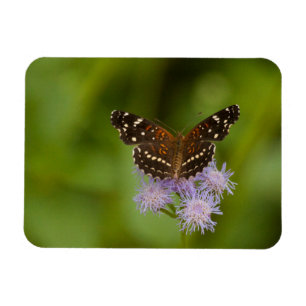 Texan Crescent Butterfly Magneet