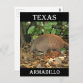 Texas Armadillo Briefkaart (Voorkant / Achterkant)