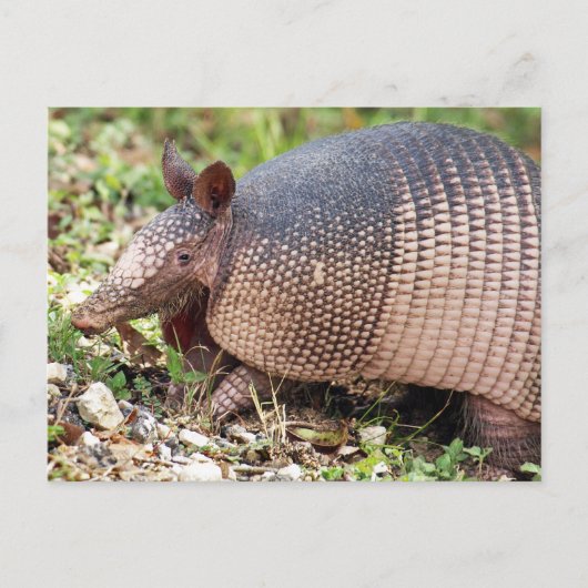 Texas Armadillo Briefkaart #3 (Voorkant)