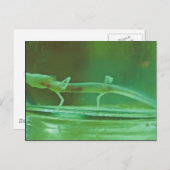 Texas Blind Salamander Briefkaart (Voorkant / Achterkant)