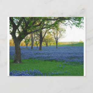 Texas Blue Bonnets Briefkaart
