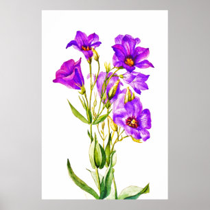 Texas Bluebells Edouane Russellianum Poster