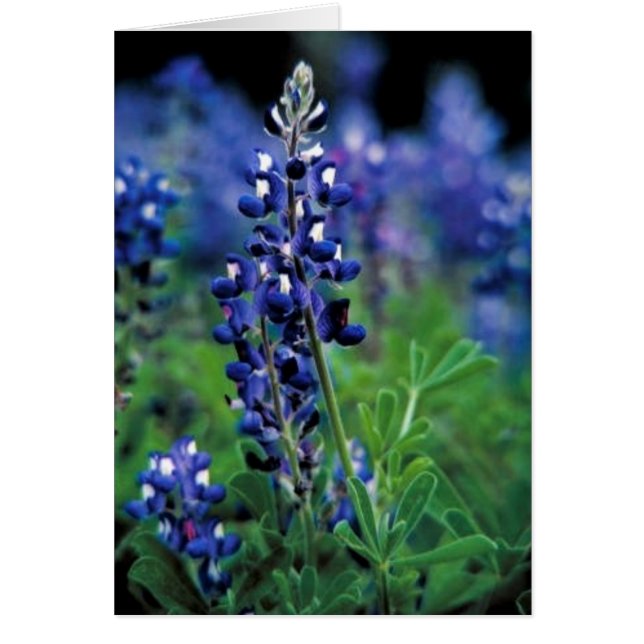 Texas Bluebonnet (Voorkant)
