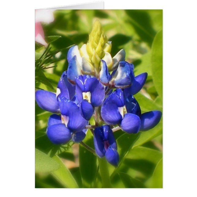 Texas Bluebonnet (Voorkant)